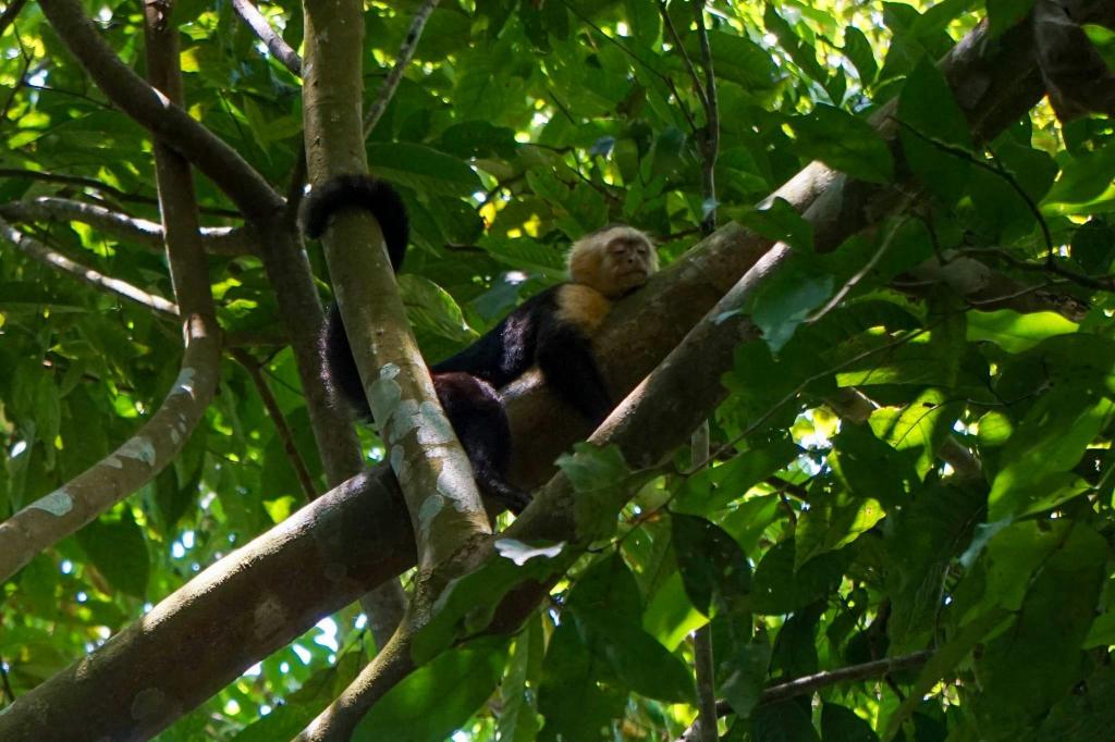 slapende aap in Costa Rica