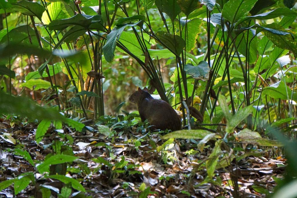 agouti in Hacienda Baru
