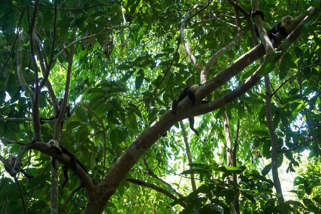 apen in boom in Hacienda Baru
