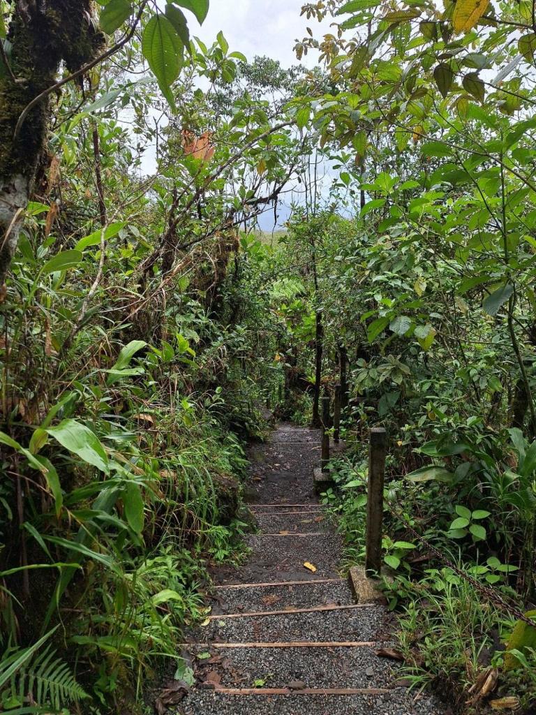 trap door bos van mirador el silencio