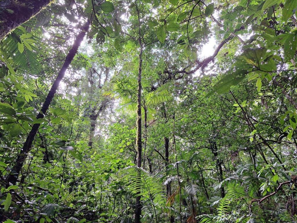 het bos van mirador el silencio la fortuna