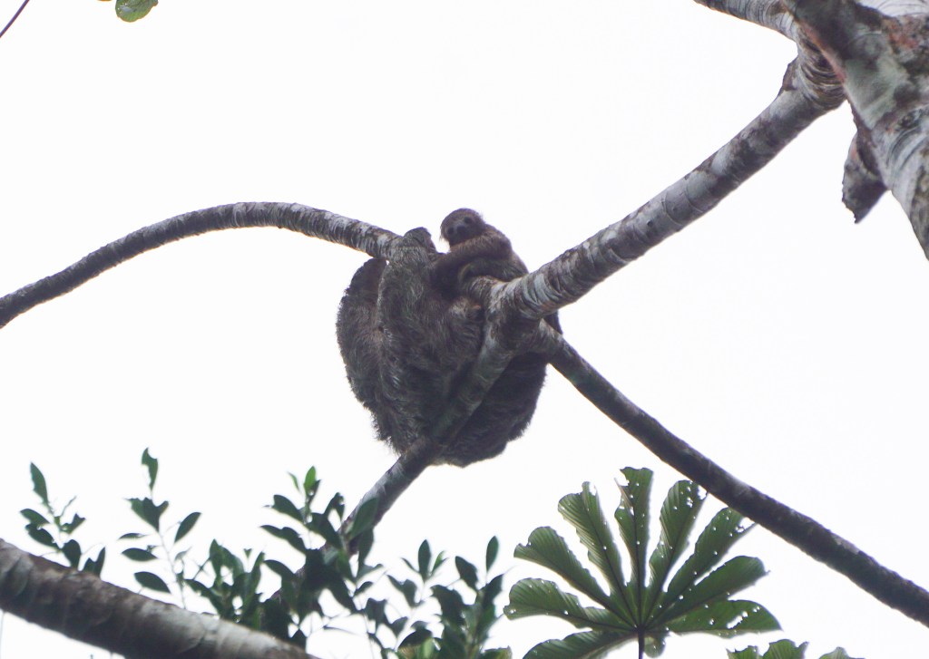 luiaard met baby in La Fortuna