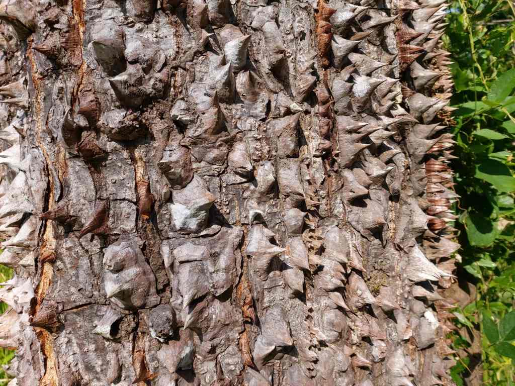 spiny cedar in Hacienda Baru