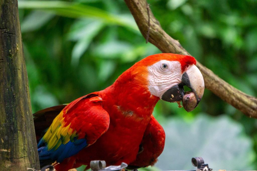 dierenopvangcentra in Costa Rica