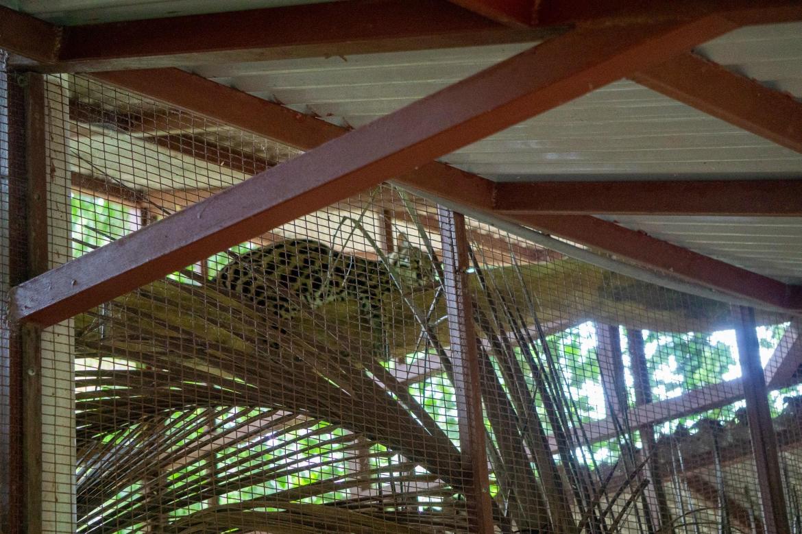 Jaguar Rescue Center Puerto Viejo de Talamanca