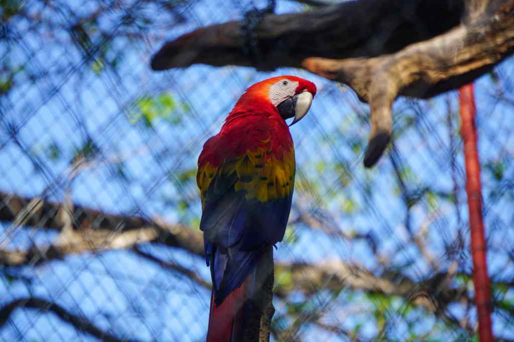 Ara in Las Pumas Rescue Center