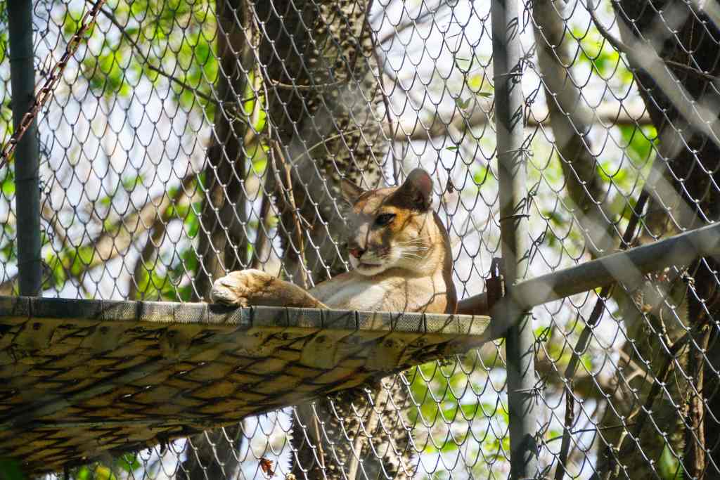 Puma in Las Pumas Rescue Center
