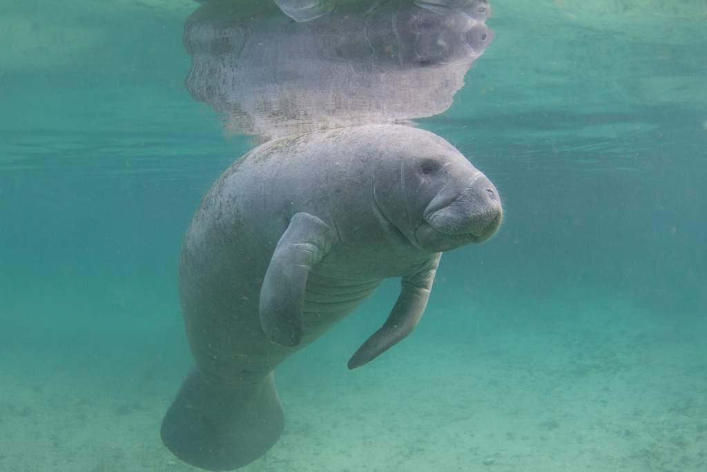 Manatee zeeleven Costa Rica