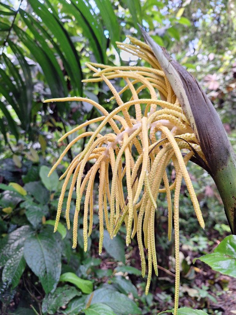 plant bij mirador el silencio
