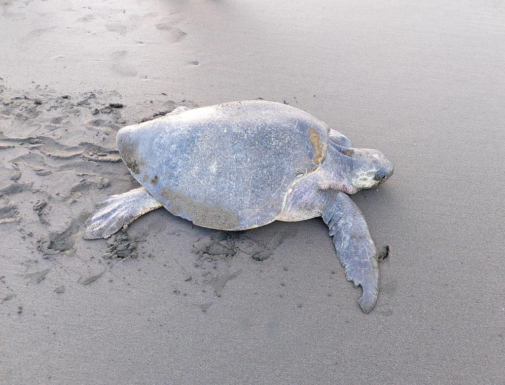 Olive Ridley Turtle Ostional