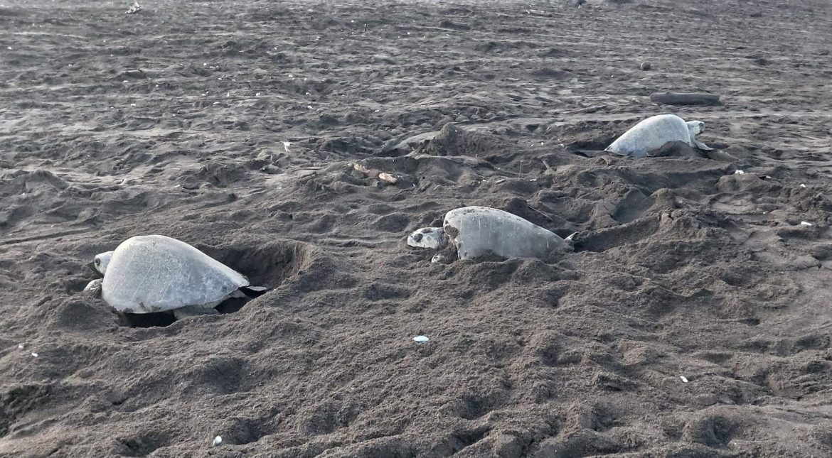 Schildpadden zien in Costa Rica tijdens arribada Ostional