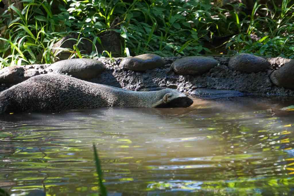 Greater Greason in Las Pumas Rescue Center