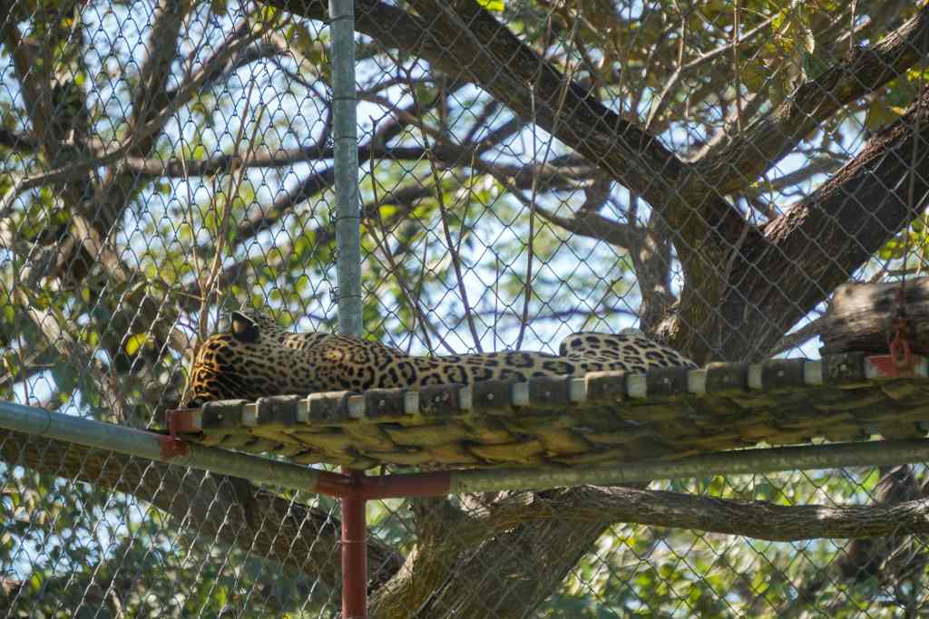Jaguar in Las Pumas Rescue Center