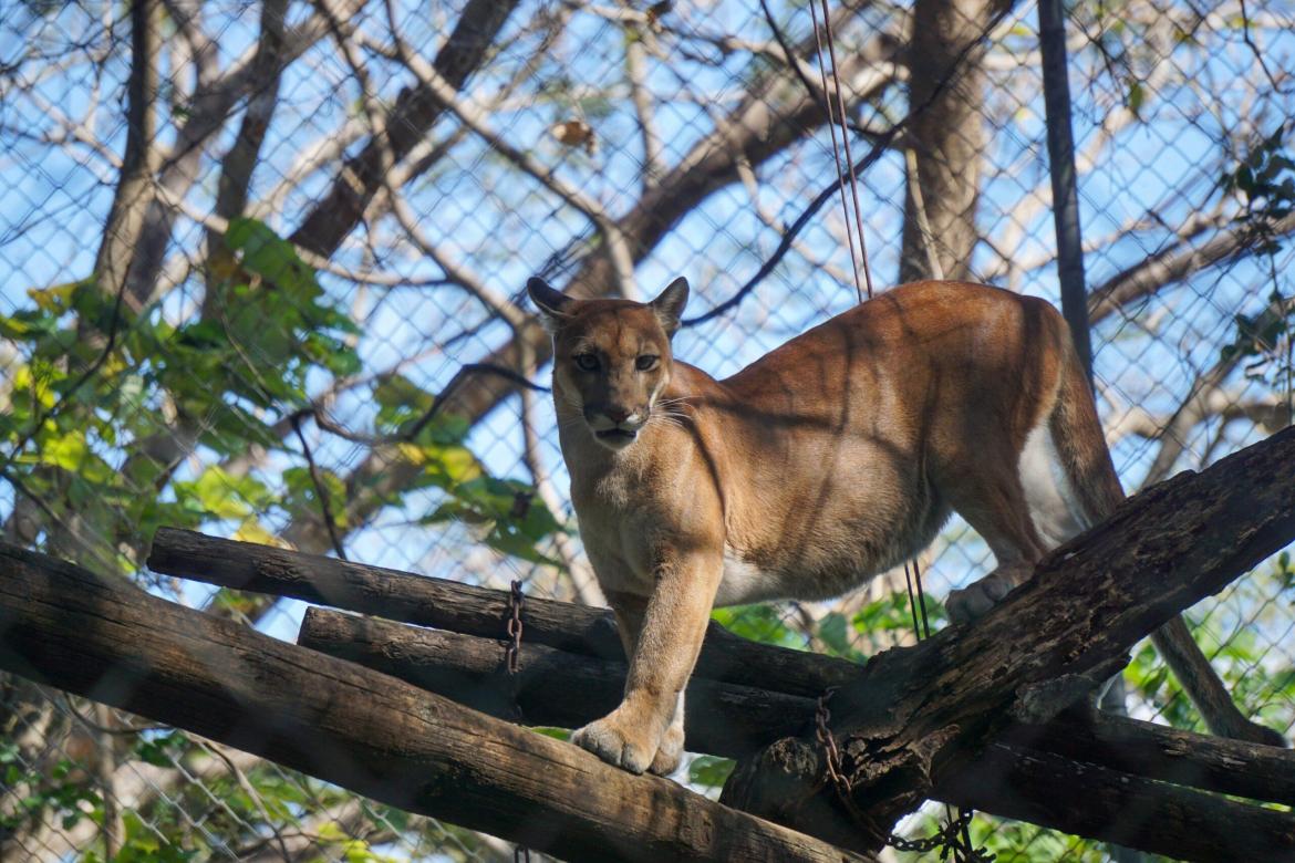 Puma in Las Pumas Rescue Center Costa Rica