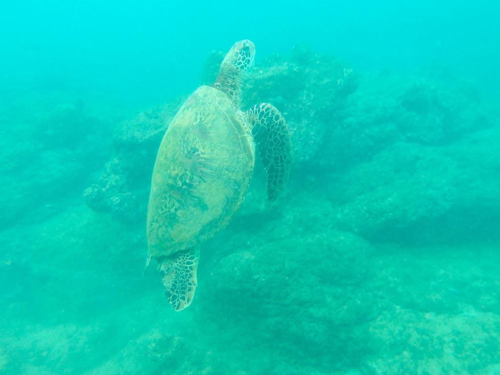 Schildpad bij Isla del Caño snorkeltour