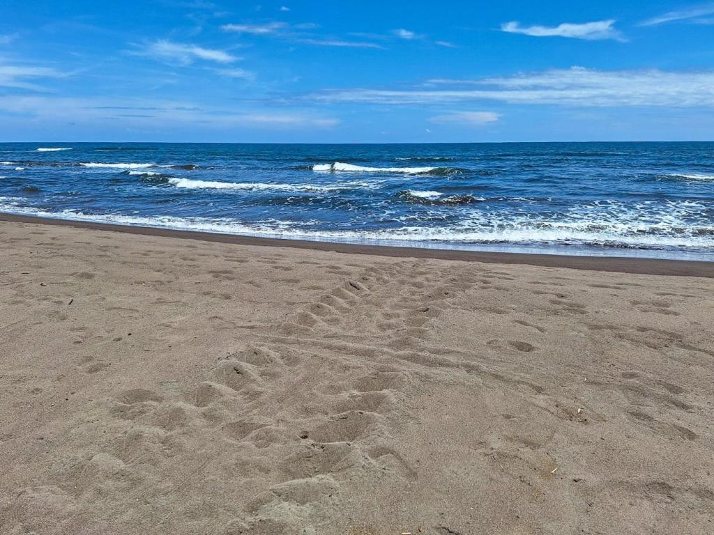 spoor schildpad op strand in tortuguero