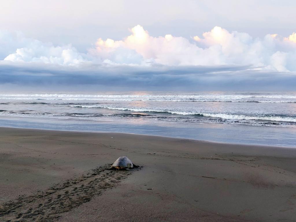 Schildpadden Ostional