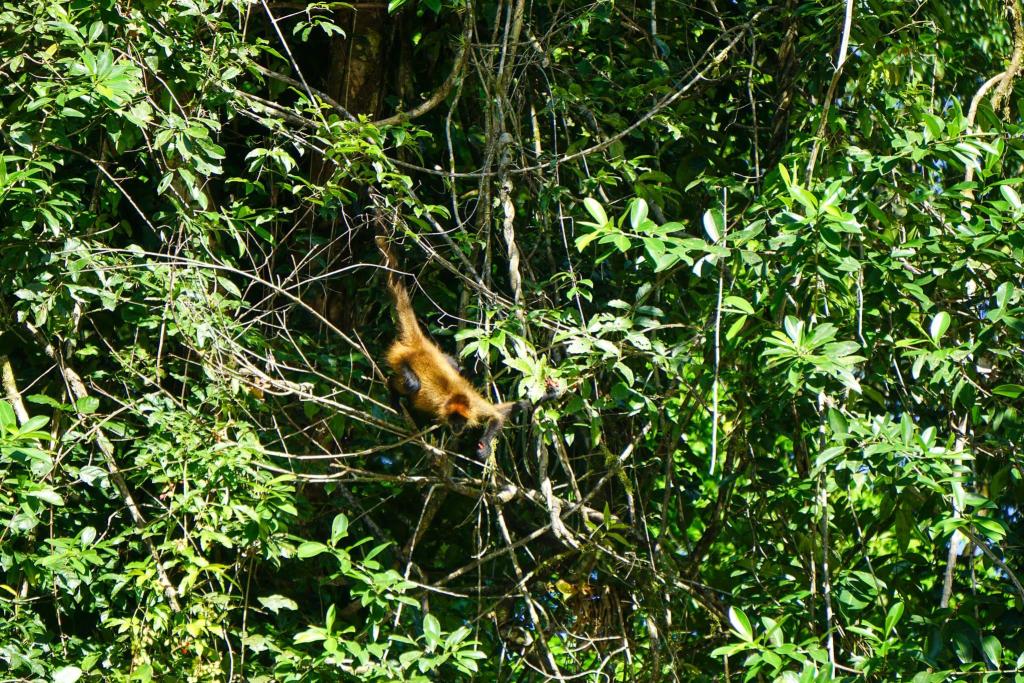 Spider Monkey Tortuguero