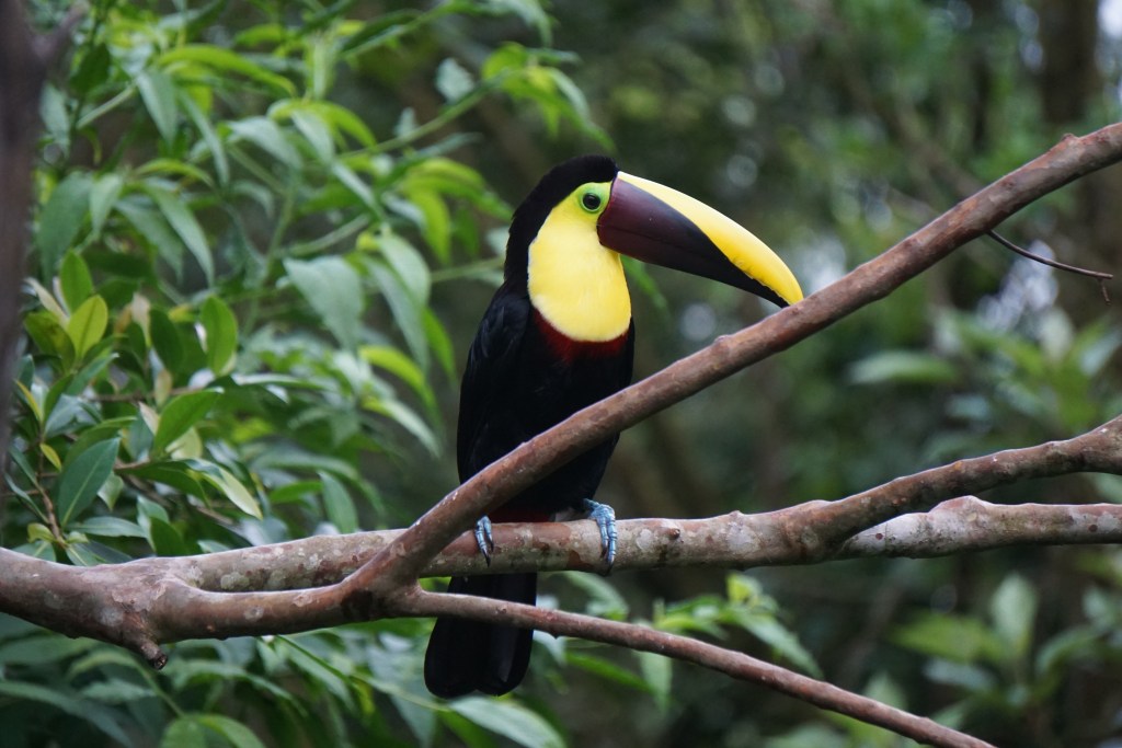 Toekan Costa Rica