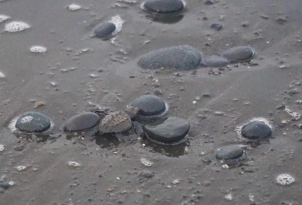 Tortugas Punta Banco