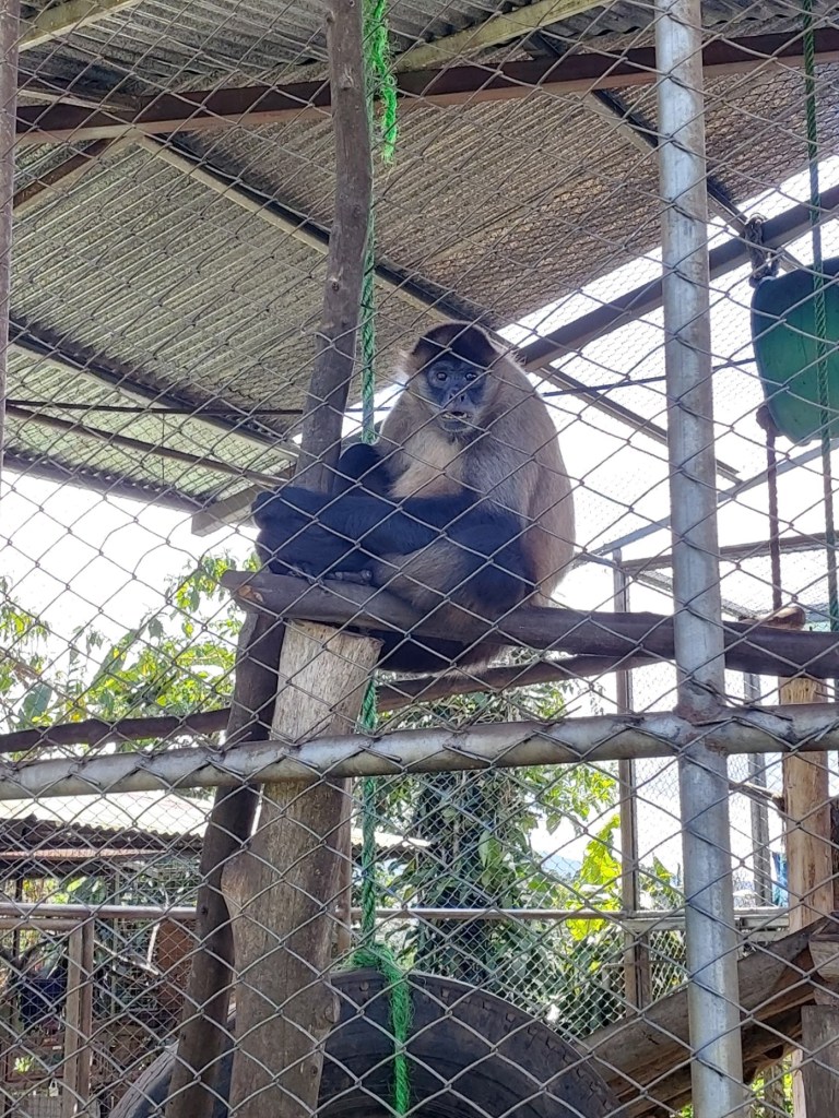 Toucan Rescue Ranch