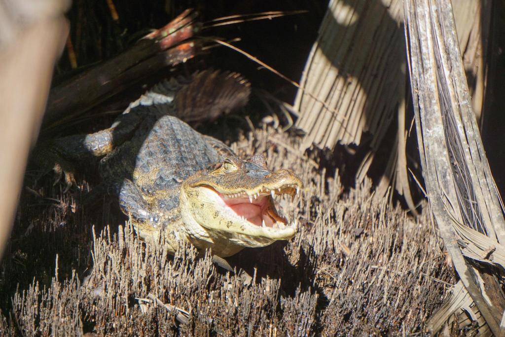 kaaiman Tortuguero Costa Rica